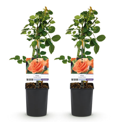 Kletterrose - Rosa Orange Climber - Blüte Orange - Wenig Pflege - 2 Pflanzen - Topf 11cm Höhe 40cm - Wurzelwerk Design