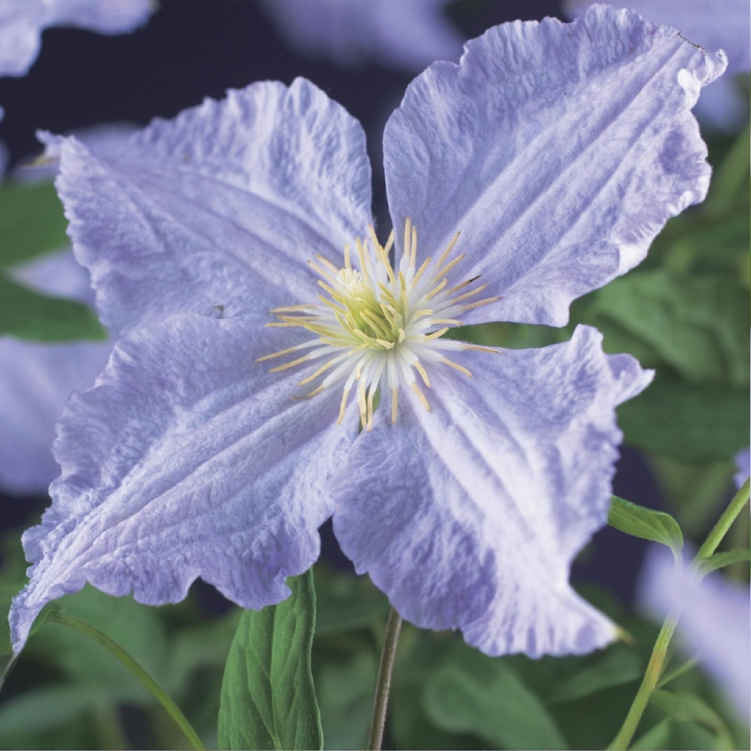 Clematis Blue Angel - Blüte Licht Blau - Wenig Pflege - 2 Pflanzen - Topf 11cm Höhe 40cm