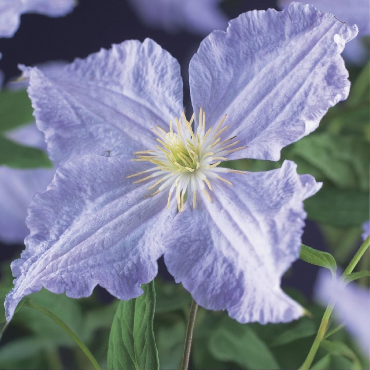 Clematis Blue Angel - Blüte Hellblau - Wenig Pflege - 2 Pflanzen - Topf 11cm Höhe 40cm - Wurzelwerk Design