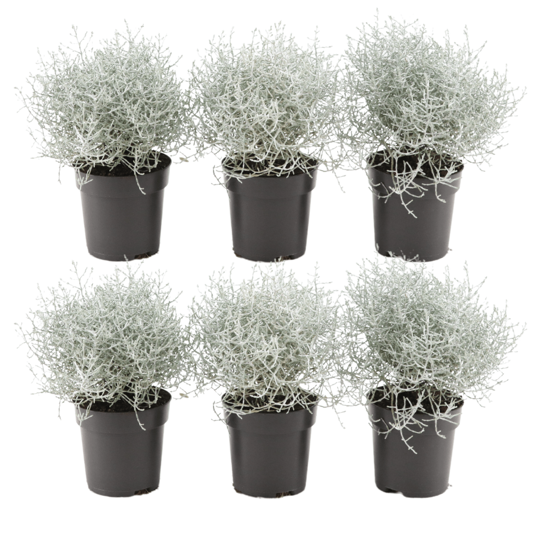 6x Calocephalus (Silberstrauch) – Ø 10 cm – Höhe 15 cm - Wurzelwerk Design