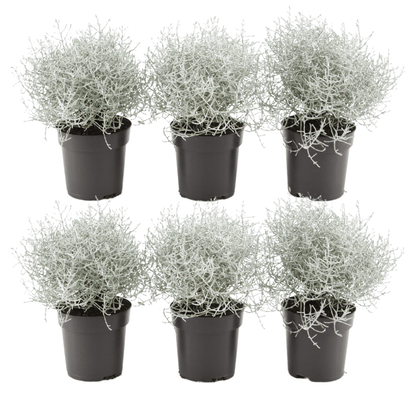 6x Calocephalus (Silberstrauch) – Ø 10 cm – Höhe 15 cm - Wurzelwerk Design