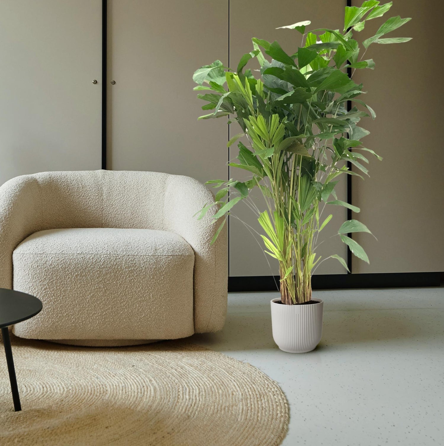 Fischschwanzpalme Caryota mitis, Zimmerpflanze, in verschiedenen Größen, grüne tropische Palme, Everspring, Nahaufnahme der Blätter