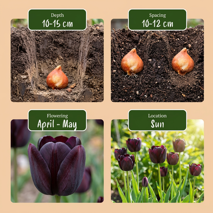 Schwarze Tulpe – Tulipa online kaufen | 35 bis 280 Blumenzwiebeln, tiefdunkelviolett &amp; elegant – Wurzelwerk Design