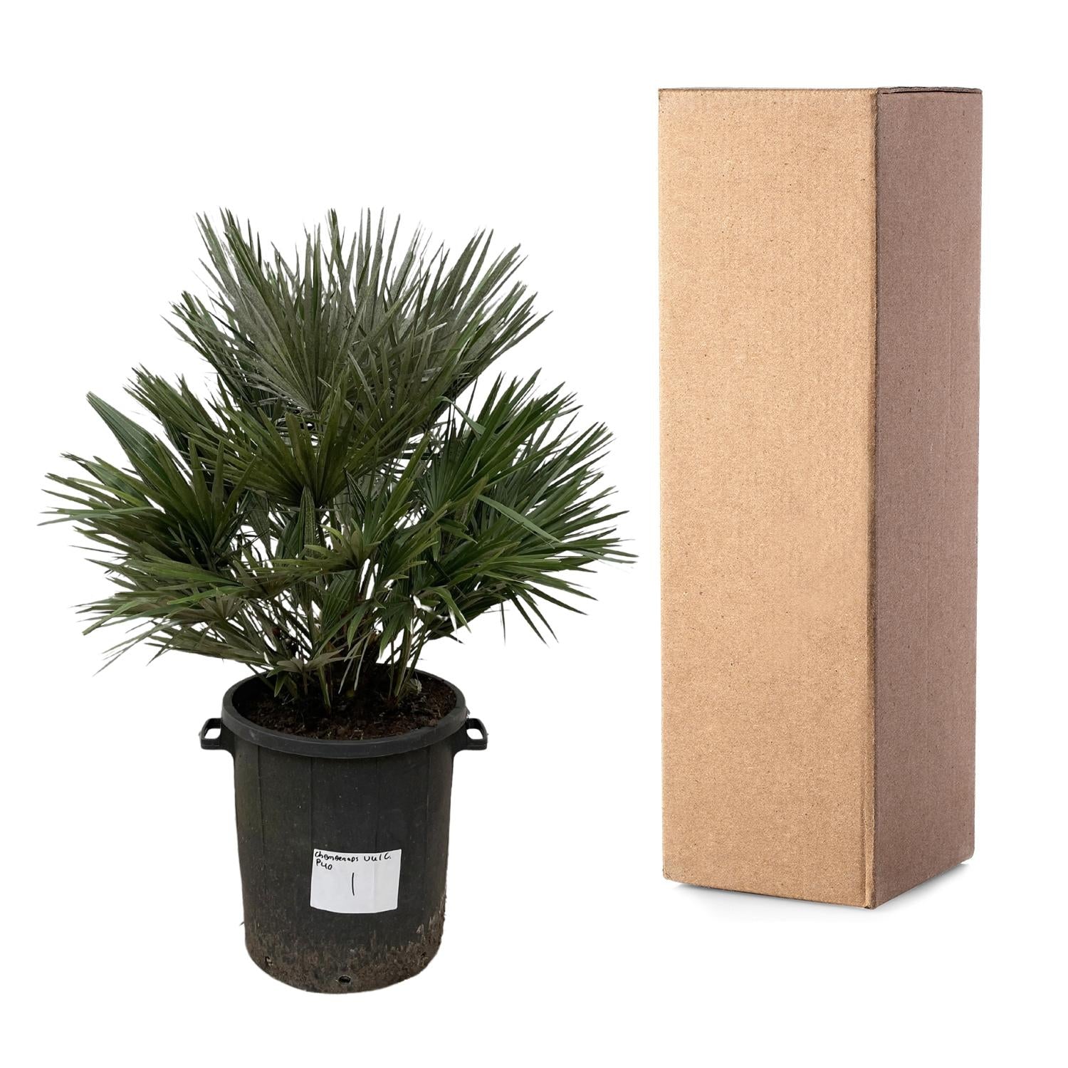 Chamaerops Vulcano – Robuste Zwergpalme für Garten &amp; Terrasse