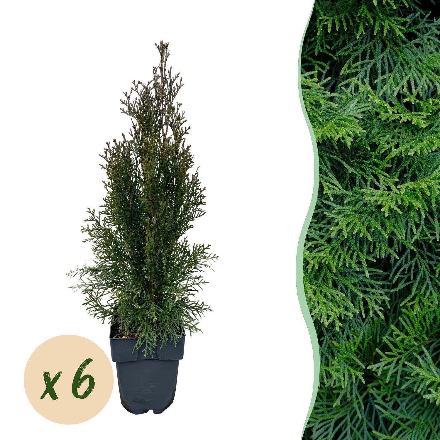 Lebensbaum Smaragd – Thuja occidentalis online kaufen | 6 Pflanzen für 1 m Hecke, immergrün &amp; winterhart – Wurzelwerk Design