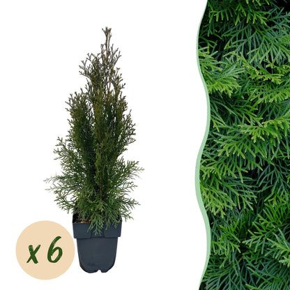 Lebensbaum Smaragd – Thuja occidentalis online kaufen | 6 Pflanzen für 1 m Hecke, immergrün &amp; winterhart – Wurzelwerk Design