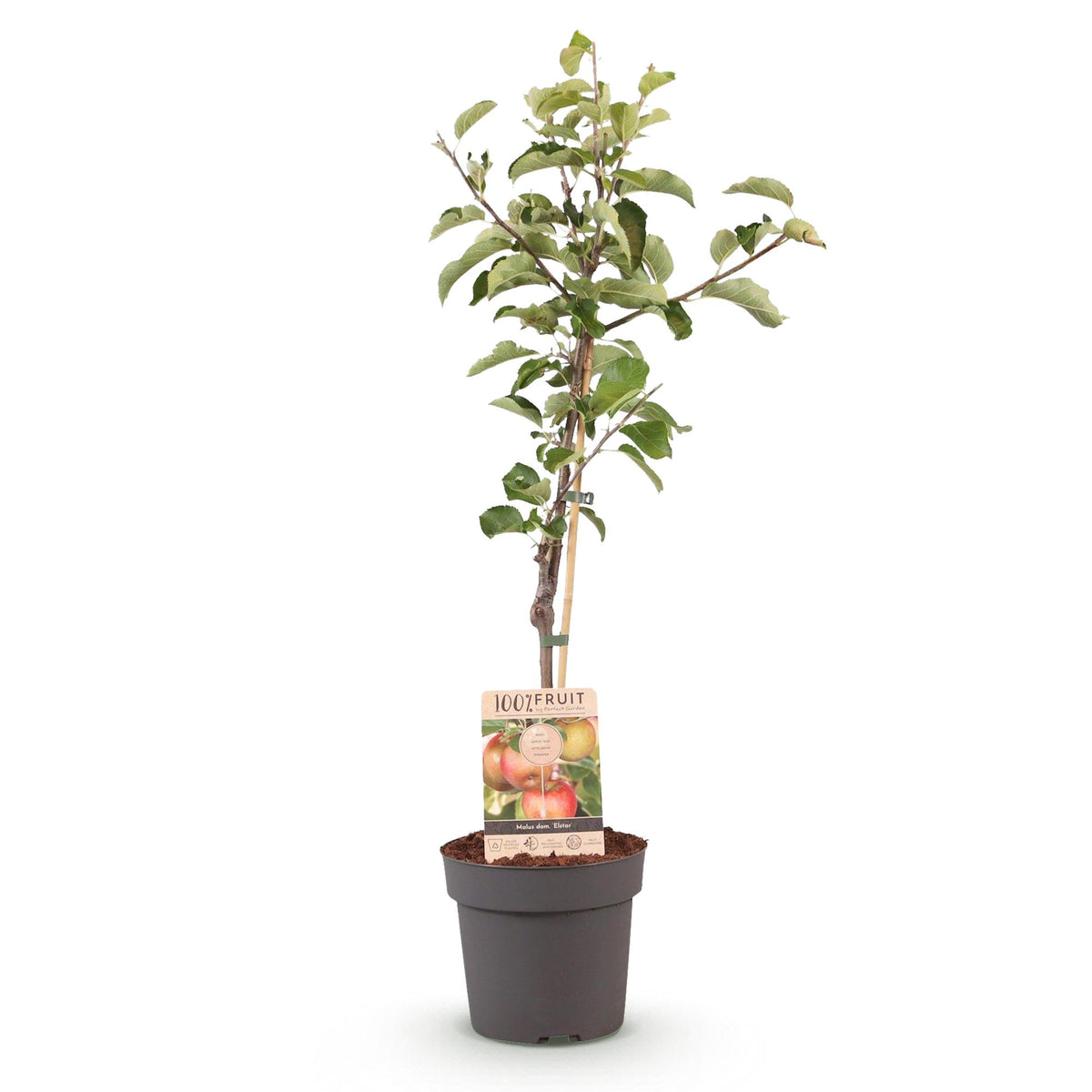 Everspring Apfelbaum Malus domestica Elstar, Topf, roter und grüner Apfel, 21cm Durchmesser, 90cm hoch, Pflanze in Topf