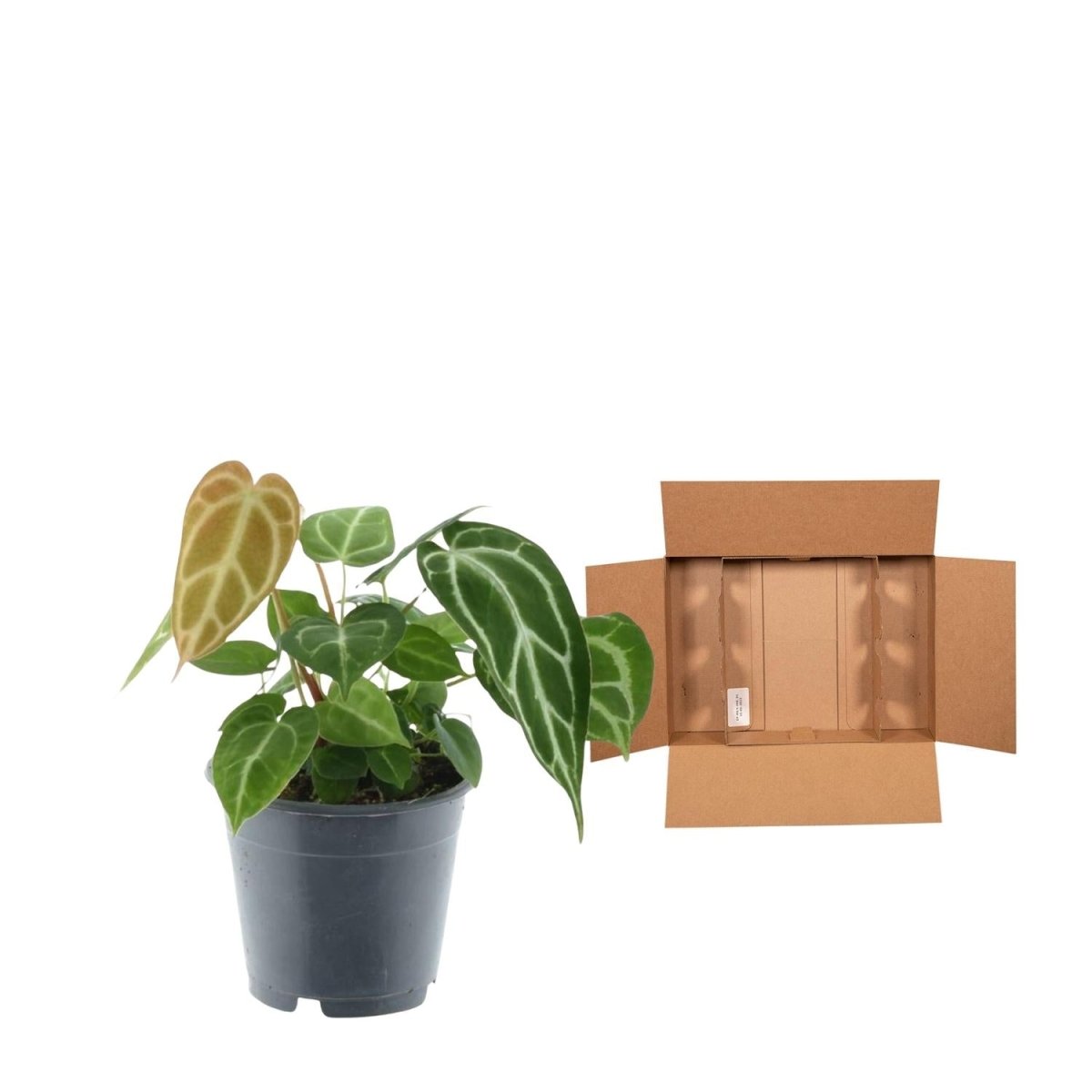 Anthurium crystallinum 35 cm | Seltene Samtpflanze im Ø12 cm Topf – Exklusive Rarität - Wurzelwerk Design