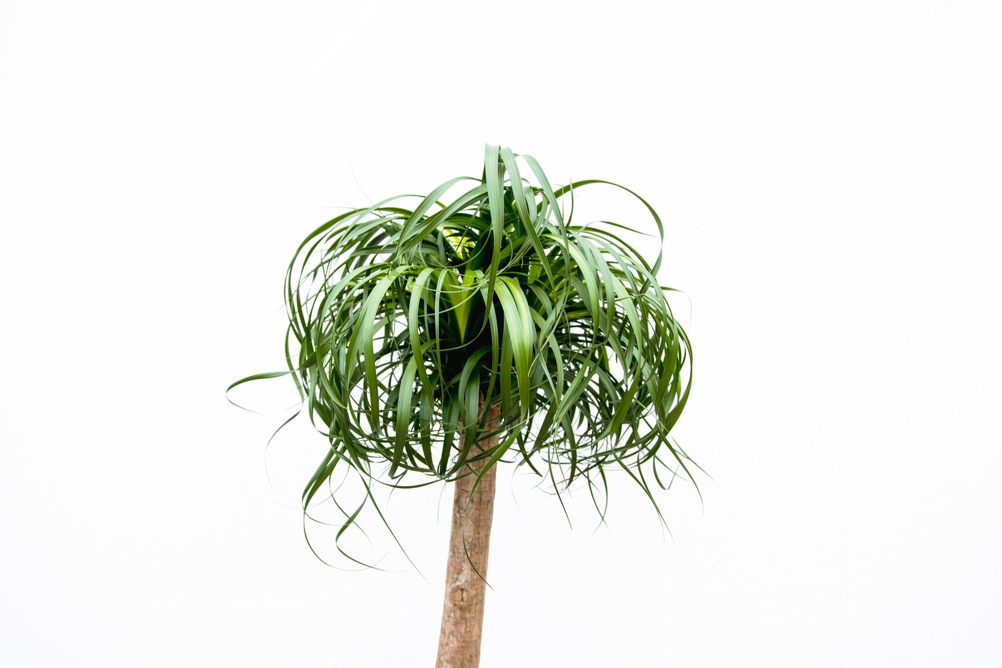 Beaucarnea XXL Elefantenfuß Zimmerpflanze von Everspring, 180–210 cm hoch, grüne Pflanze in Topf, Nahaufnahme