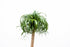 Beaucarnea XXL Elefantenfuß Zimmerpflanze von Everspring, 180–210 cm hoch, grüne Pflanze in Topf, Nahaufnahme