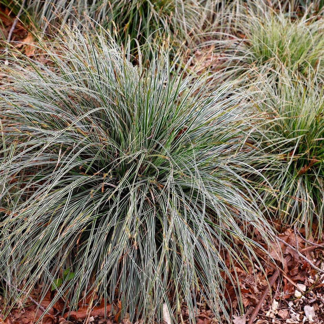 Carex &