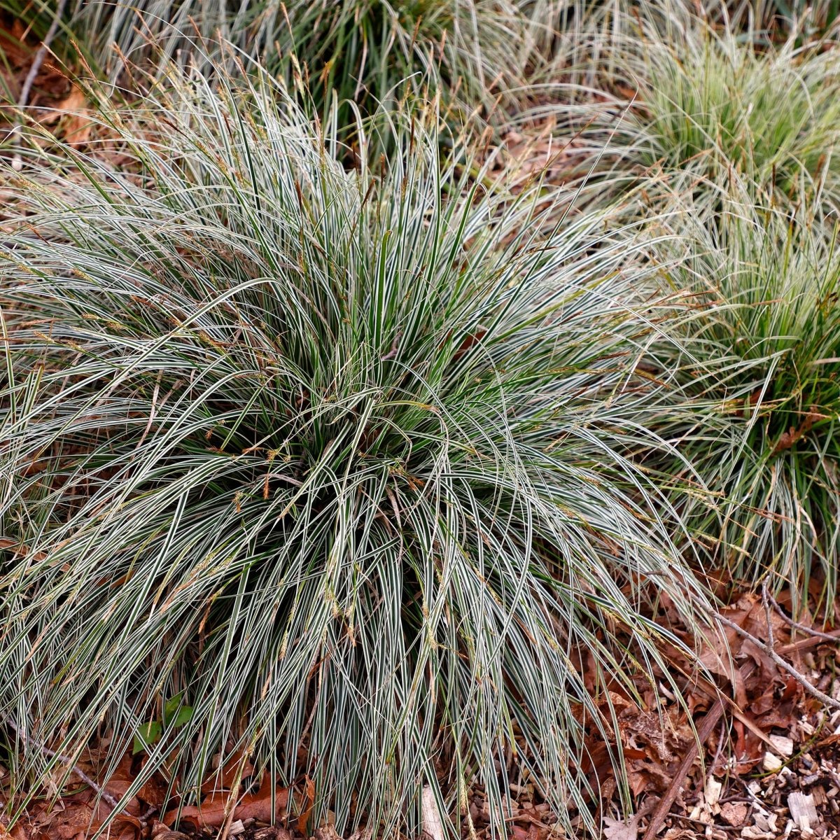 Carex &