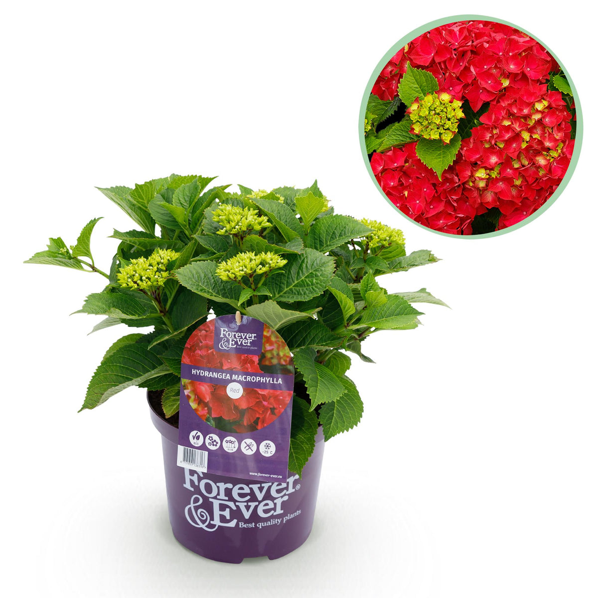 Everspring Hortensie Hydrangea Forever &amp; Ever in Rot, Topf mit 7-12 Blüten, Höhe 55cm, Topfpflanze