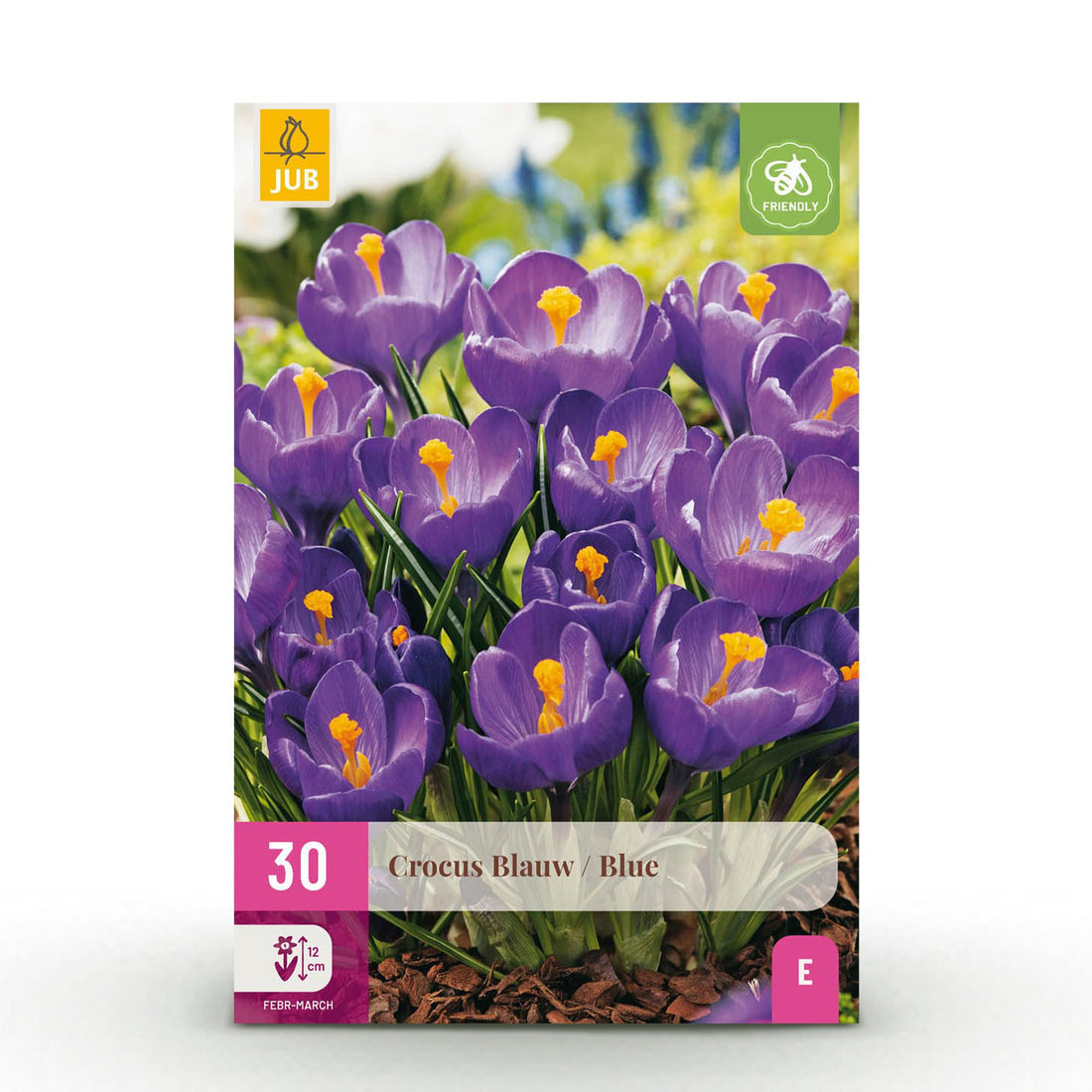 Blumenzwiebeln Crocus Blue | 30 Stück Blau – Zwiebelgröße 7/8 – XXL Pack