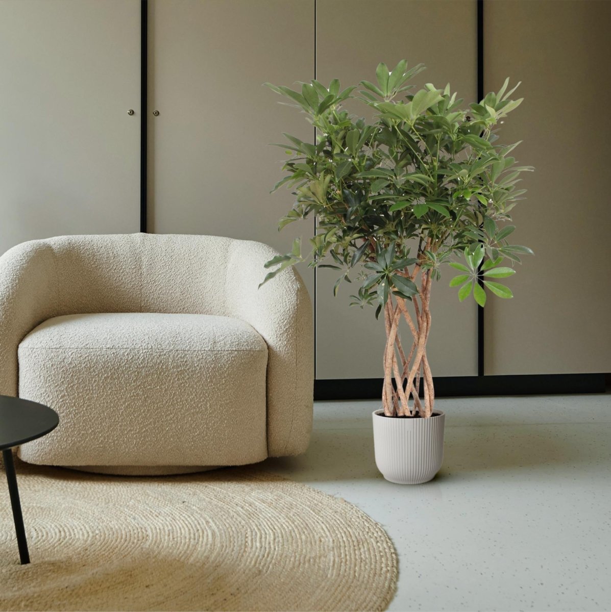 Schefflera arboricola Compacta | Strahlenaralie mit geflochtenem Stamm – Verschiedene Größen - Wurzelwerk Design