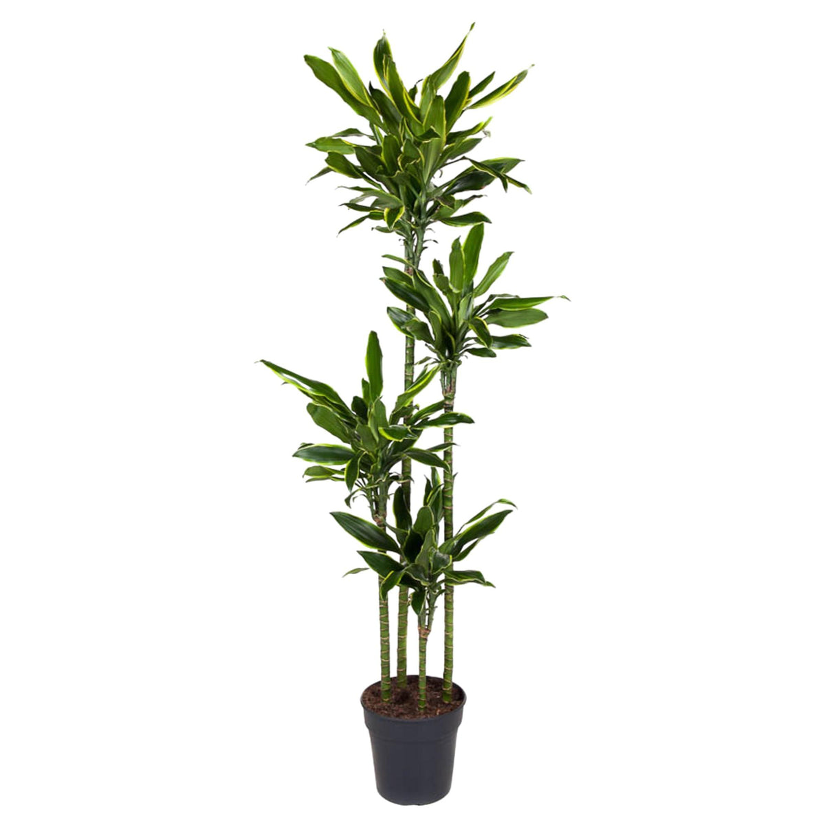 Everspring Dracaena Golden Coast Pflanze, 170 cm hoch, mit schlanken, grünen Blättern und goldenen Akzenten, Topf nicht sichtbar