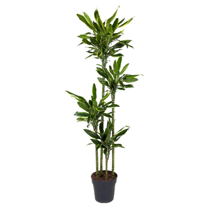 Everspring Dracaena Golden Coast Pflanze, 170 cm hoch, mit schlanken, grünen Blättern und goldenen Akzenten, Topf nicht sichtbar