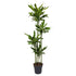 Everspring Dracaena Golden Coast Pflanze, 170 cm hoch, mit schlanken, grünen Blättern und goldenen Akzenten, Topf nicht sichtbar