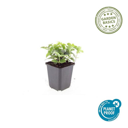 24x Cornus canadensis – Kanadischer Hartriegel-Bodendecker für Natur- &amp; Schattengärten – Höhe 10–25 cm – Ø 9 cm