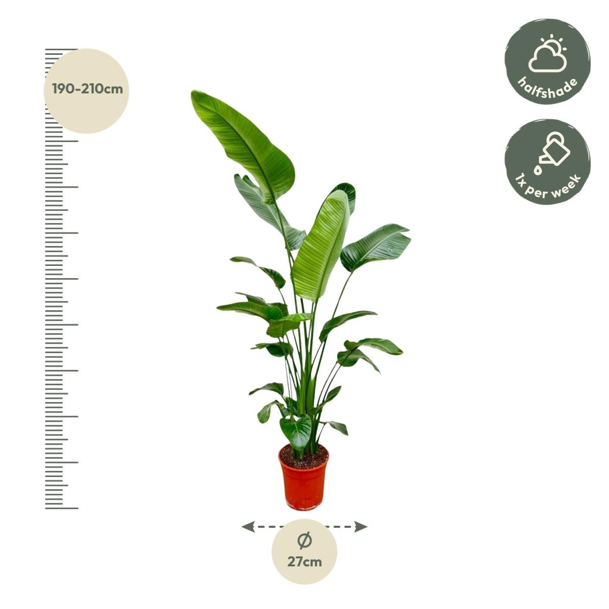 Strelitzia Nicolai - 180 - 200 cm - Ø 25 - 30 cm - Wurzelwerk Design