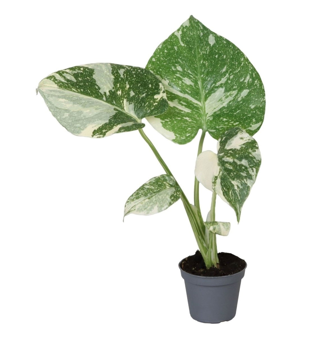 Monstera &