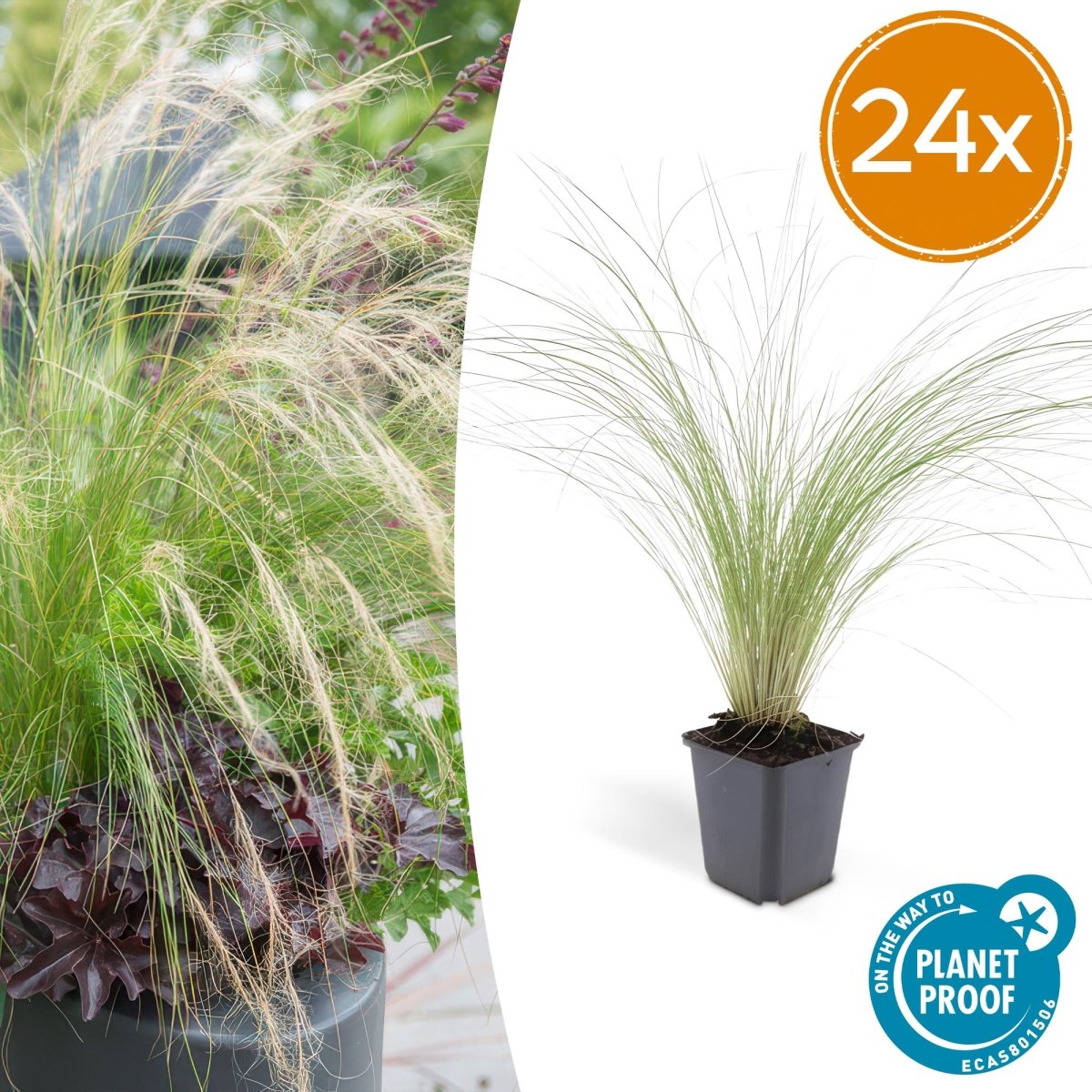 24x Stipa tenuissima ‘Ponytails’ – Mexikanisches Federgras für moderne &amp; naturnahe Beete – Höhe 10–25 cm – Ø 9 cm - Wurzelwerk Design