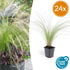 24x Stipa tenuissima ‘Ponytails’ – Mexikanisches Federgras für moderne & naturnahe Beete – Höhe 10–25 cm – Ø 9 cm - Wurzelwerk Design