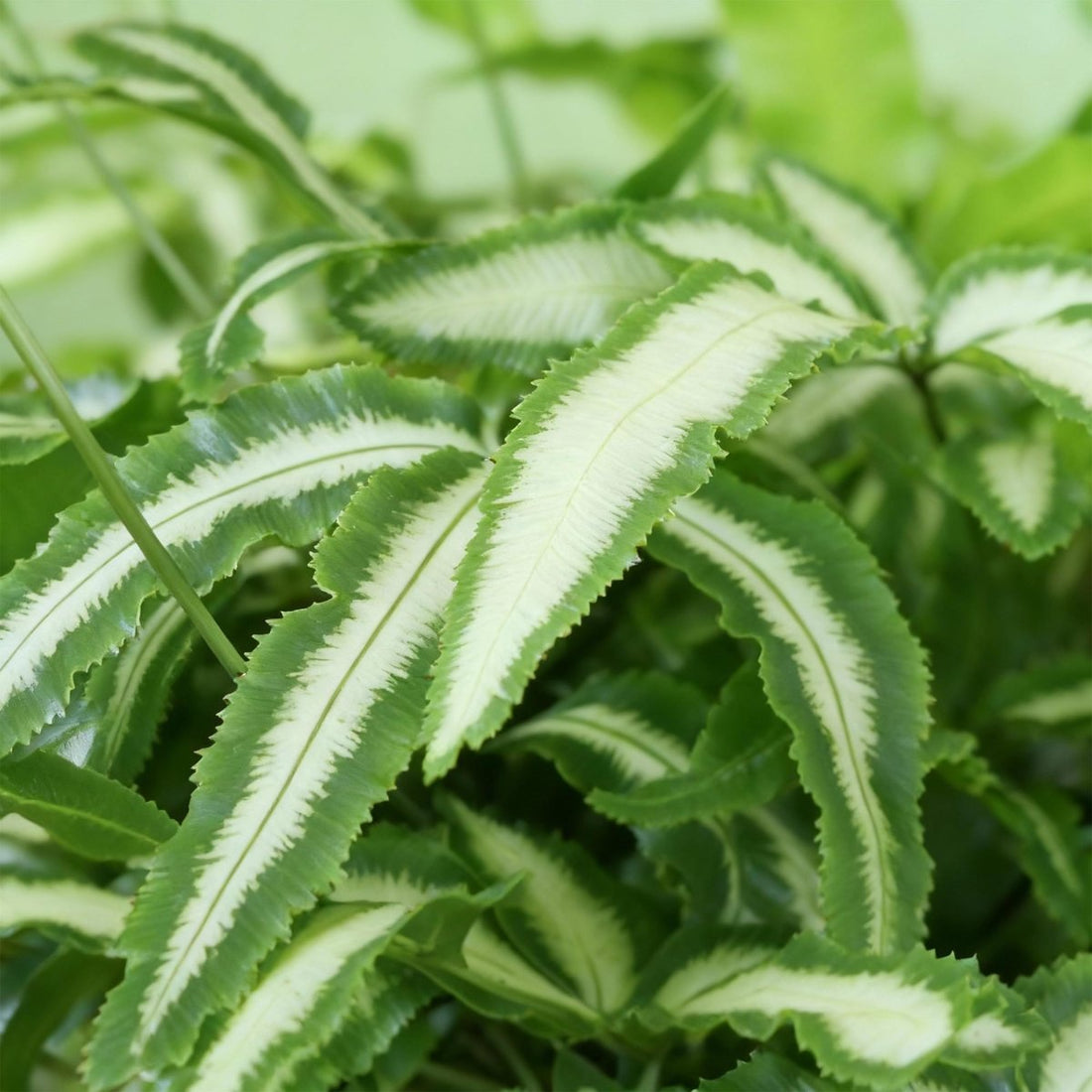 Schwertfarn kaufen | Pteris cretica Albolineata – Topf Ø 12 cm, Höhe 20 cm - Wurzelwerk Design