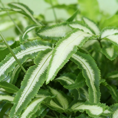 Schwertfarn kaufen | Pteris cretica Albolineata – Topf Ø 12 cm, Höhe 20 cm - Wurzelwerk Design