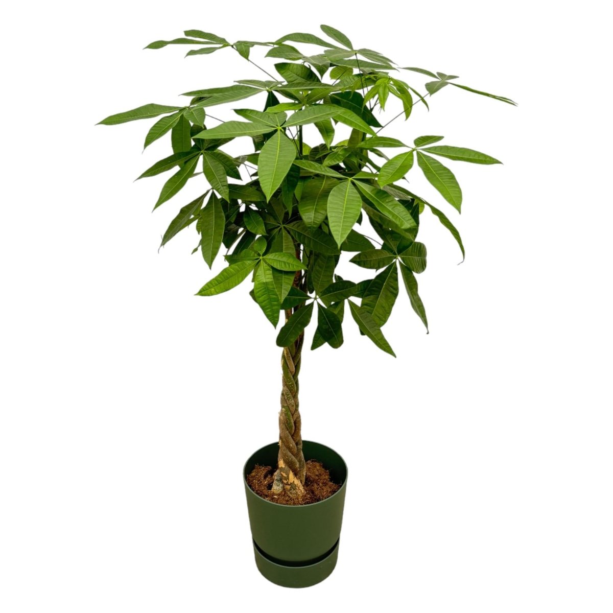 Pachira aquatica 160 cm | Glückskastanie im Ø30 cm Topf mit verschiedenen Übertöpfen - Wurzelwerk Design