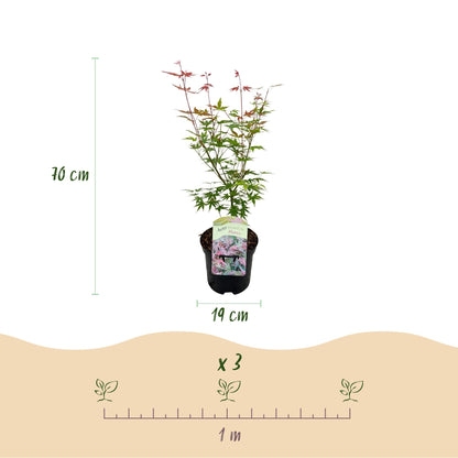 Japanischer Ahorn Acer palmatum Phoenix mit rosa Blättern, in 19cm Topf, laubabwerfend, Höhe ca. 70cm, Everspring Pflanzen.