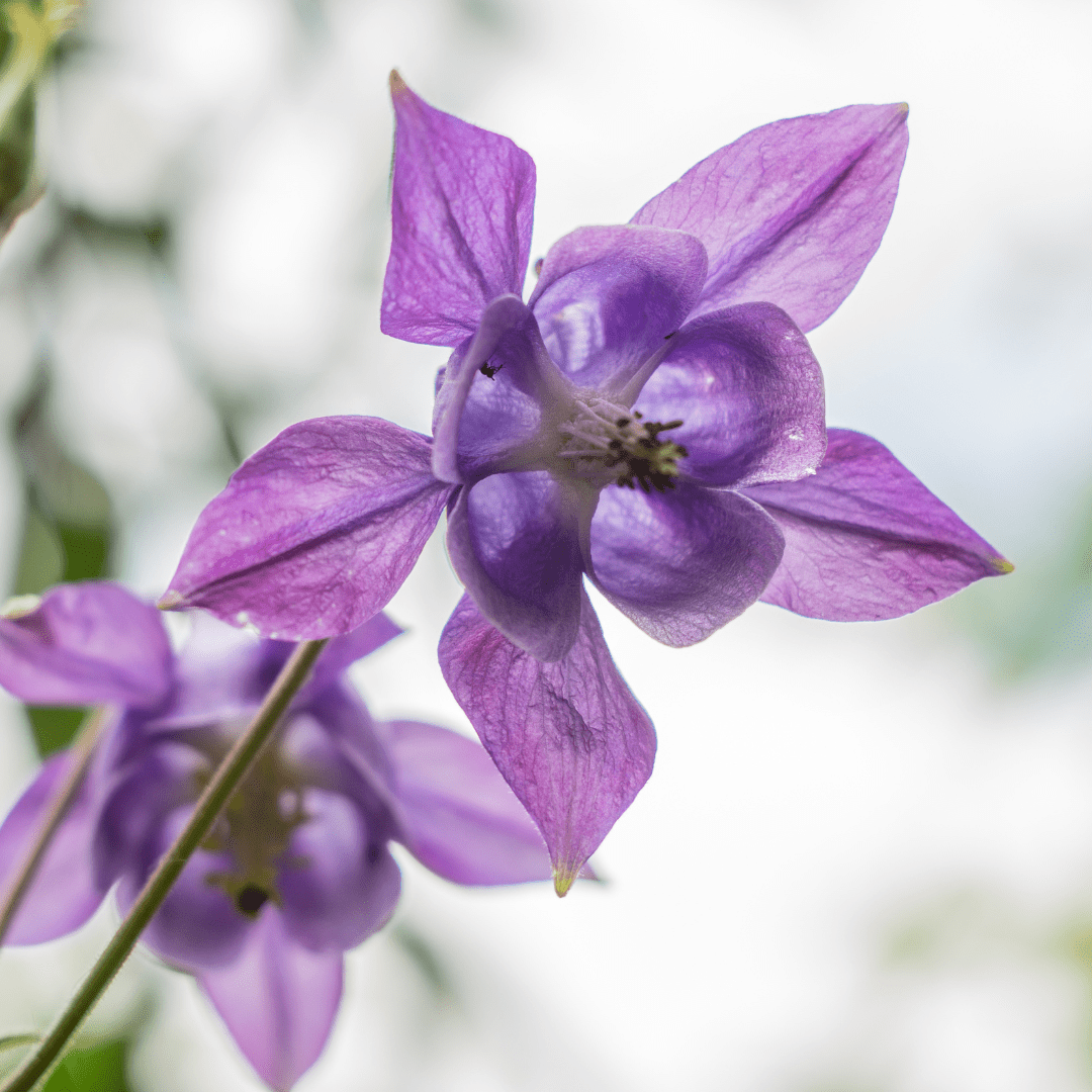 Sechs Everspring Aquilegia vulgaris Blumen mit blauen Blüten, Höhe 10-25cm, Ø 9cm, als Gartenpflanzen in der Nahaufnahme.