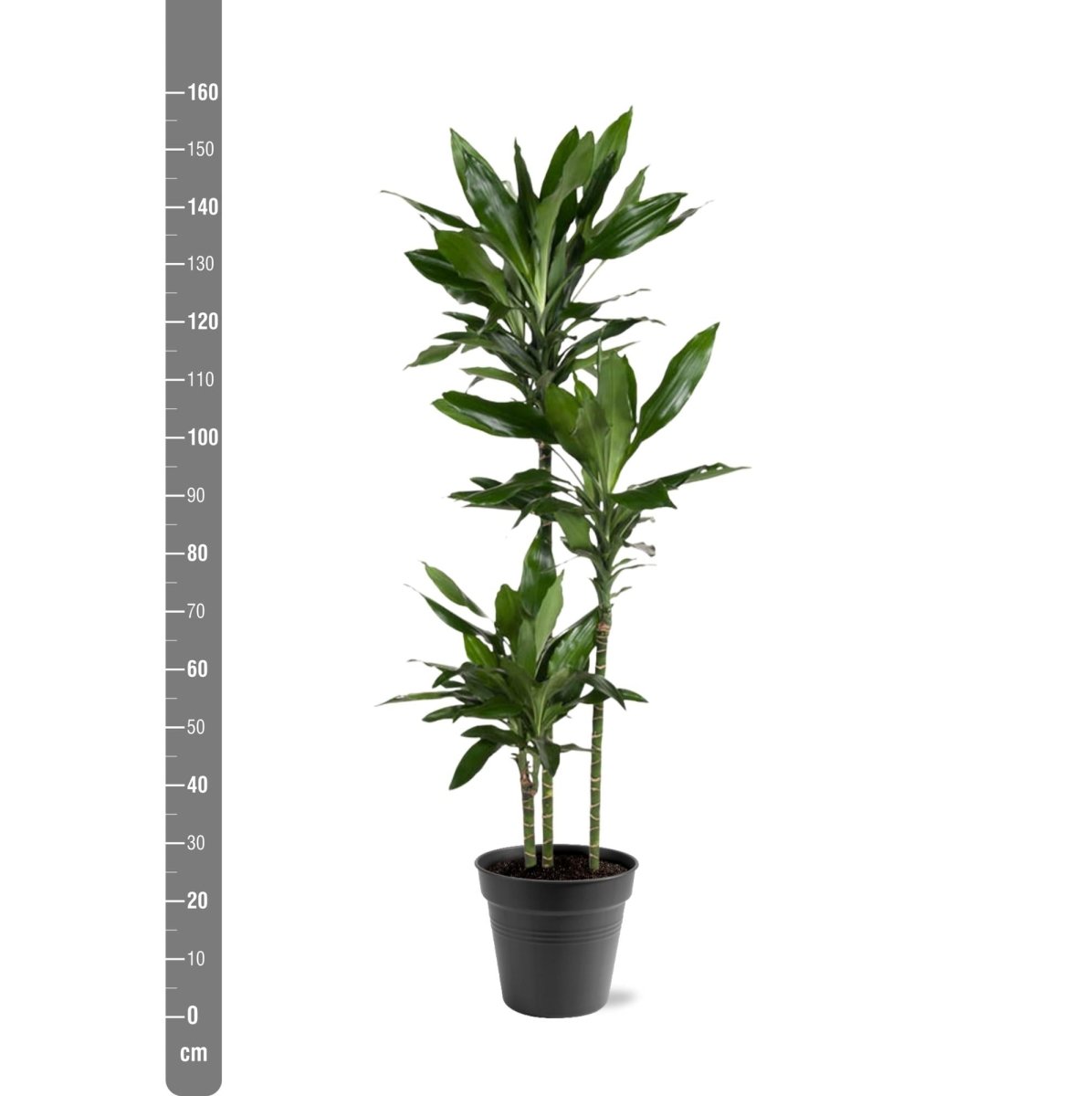 Dracaena Janet Lind – Elegante &amp; pflegeleichte Zimmerpflanze - Wurzelwerk Design