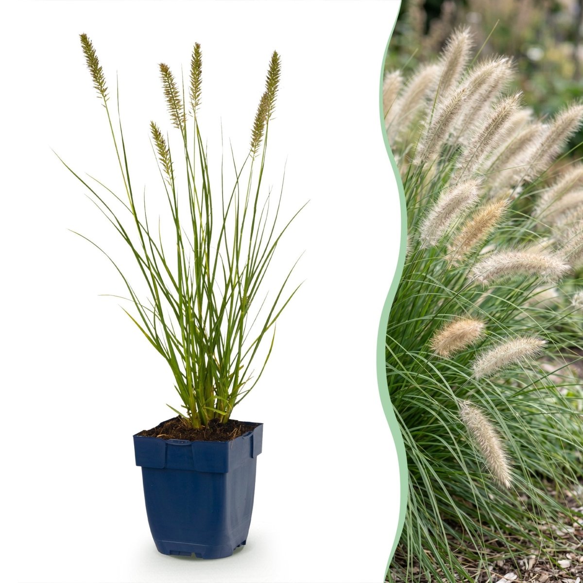 Pennisetum alop. Hameln - Lampenputzergras - 1 Pflanzen - Topf 11cm - Höhe 15-25cm - Wurzelwerk Design