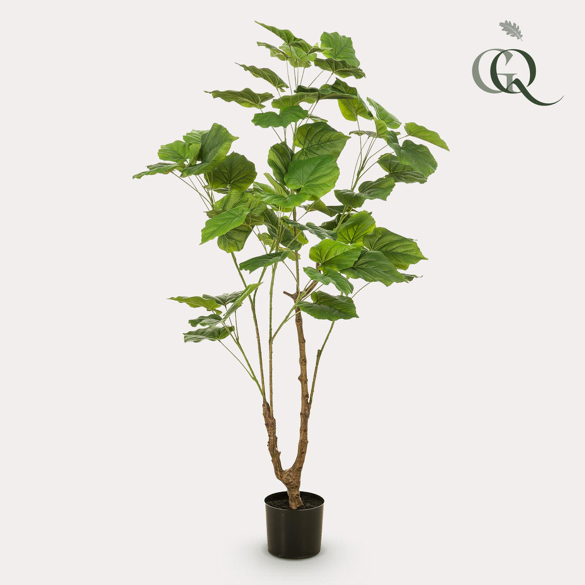 Künstliche Ficus umbellata Pflanze von Everspring, 125cm oder 180cm hoch, grüne Blätter, realistische Pflanzen-Dekoration