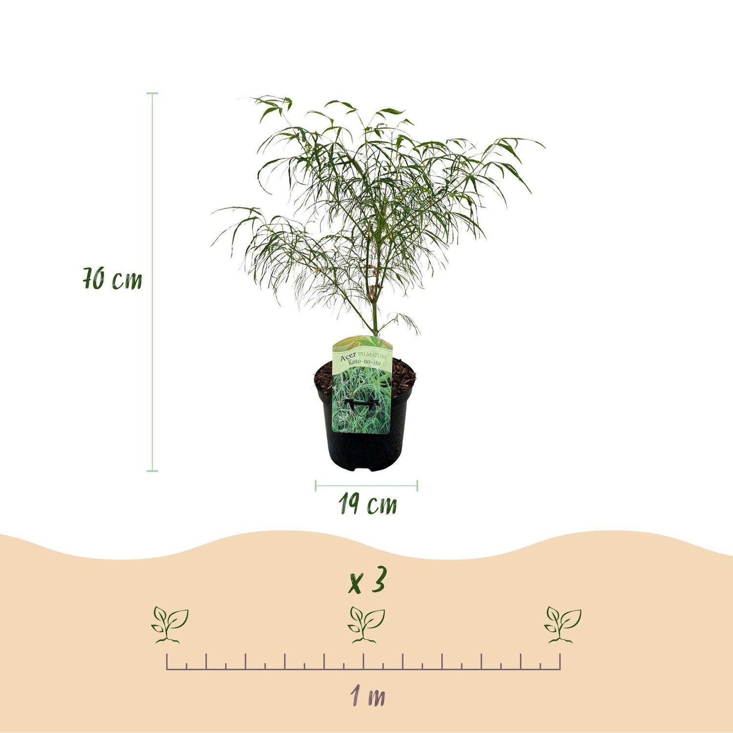 Grüner Japanischer Ahorn Acer palmatum Koto-no-ito in Topf, laubabwerfend, 70cm hoch, ideal für Balkon oder Garten.