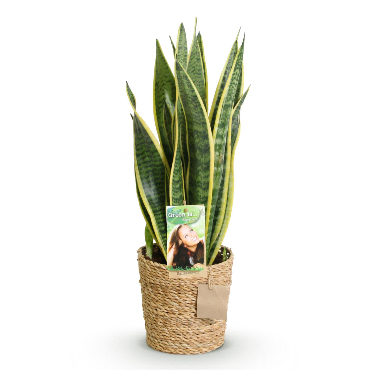 Everspring Sansevieria Laurentii, pflegeleichte Schwiegermutterzunge mit grün-gelben Blättern in Korb, 60-70cm hoch