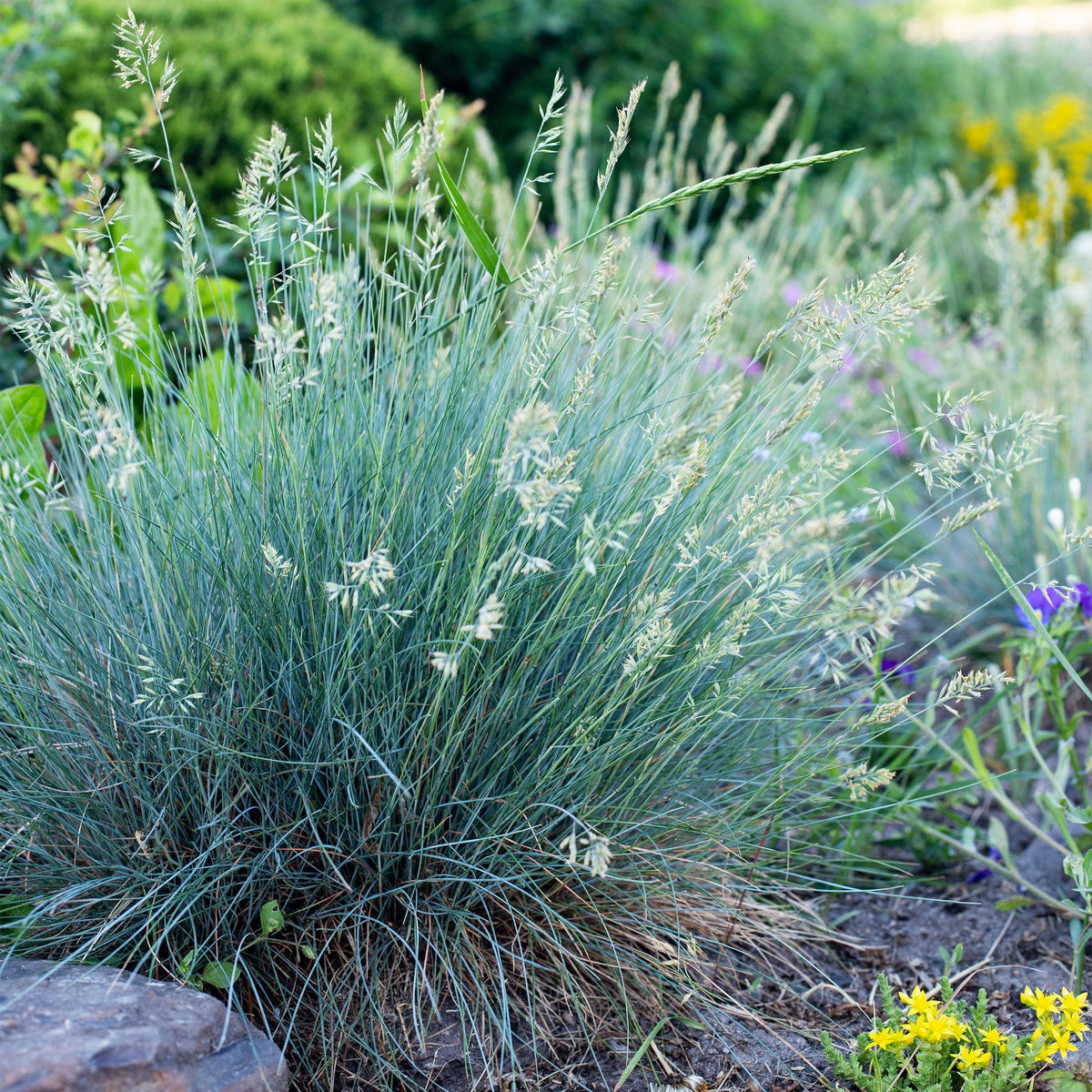 Zwei Everspring GreenboutiQ Festuca glauca Intense Blue Ziergräser, immergrün, in 17cm Töpfen, ca. 50cm hoch, wenig Pflegebedarf