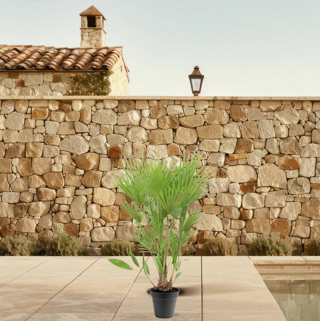 Chamaerops Humilis – Zwergpalmen für drinnen &amp; draußen