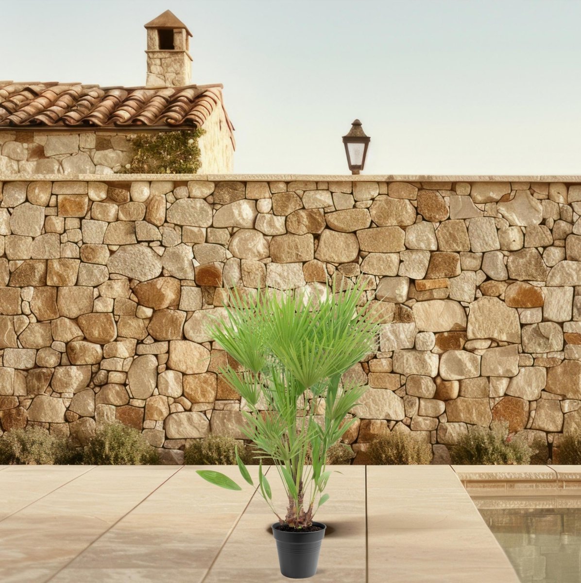 Chamaerops humilis kaufen – Europäische Zwergpalme, winterhart bis –12 °C - Wurzelwerk Design