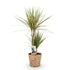 Dracaena Marginata Bicolor Pflanze von Everspring in Korb, erhältlich in 70-75cm und 90-100cm, grüner Drachenbaum mit bunten Blättern