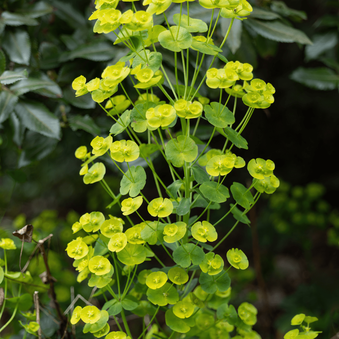 Sechs Everspring Euphorbia amygdalrobbiae Pflanzen, 10-25 cm hoch, mit weißen Blüten und grünen Blättern, in kleinen Töpfen.