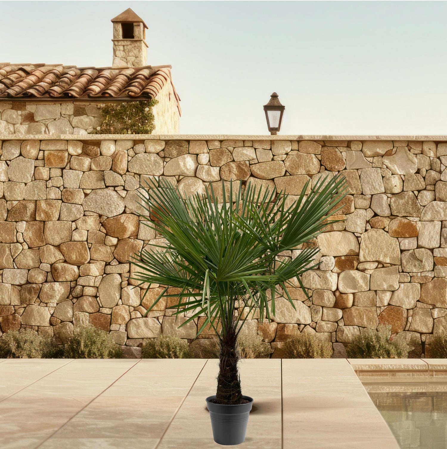 Trachycarpus fortunei – winterharte Hanfpalme im Topf für Garten, Terrasse oder Balkon