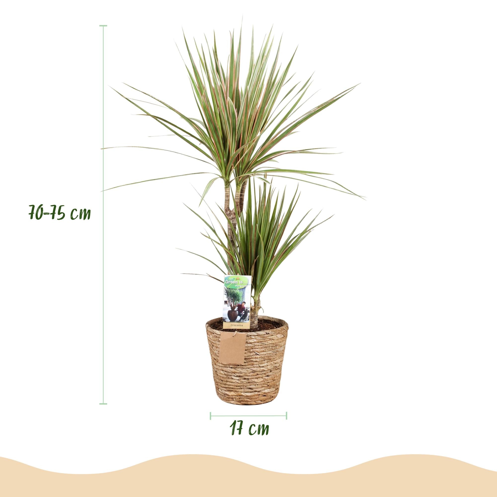 Dracaena Marginata Bicolor, Everspring, Zimmerpflanze im Korb in verschiedenen Größen, grüne Blätter mit rotem Rand