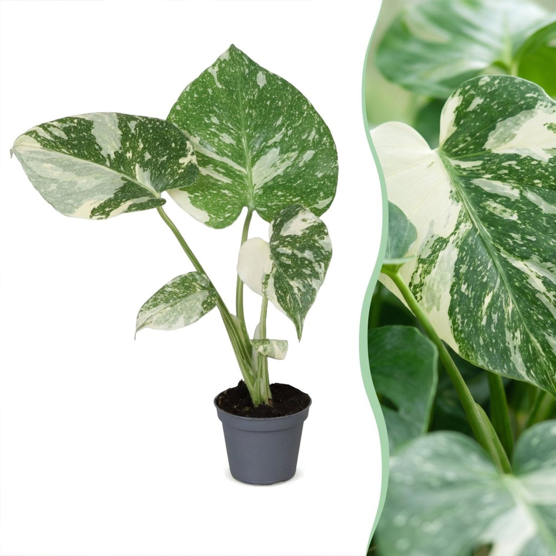 Monstera &