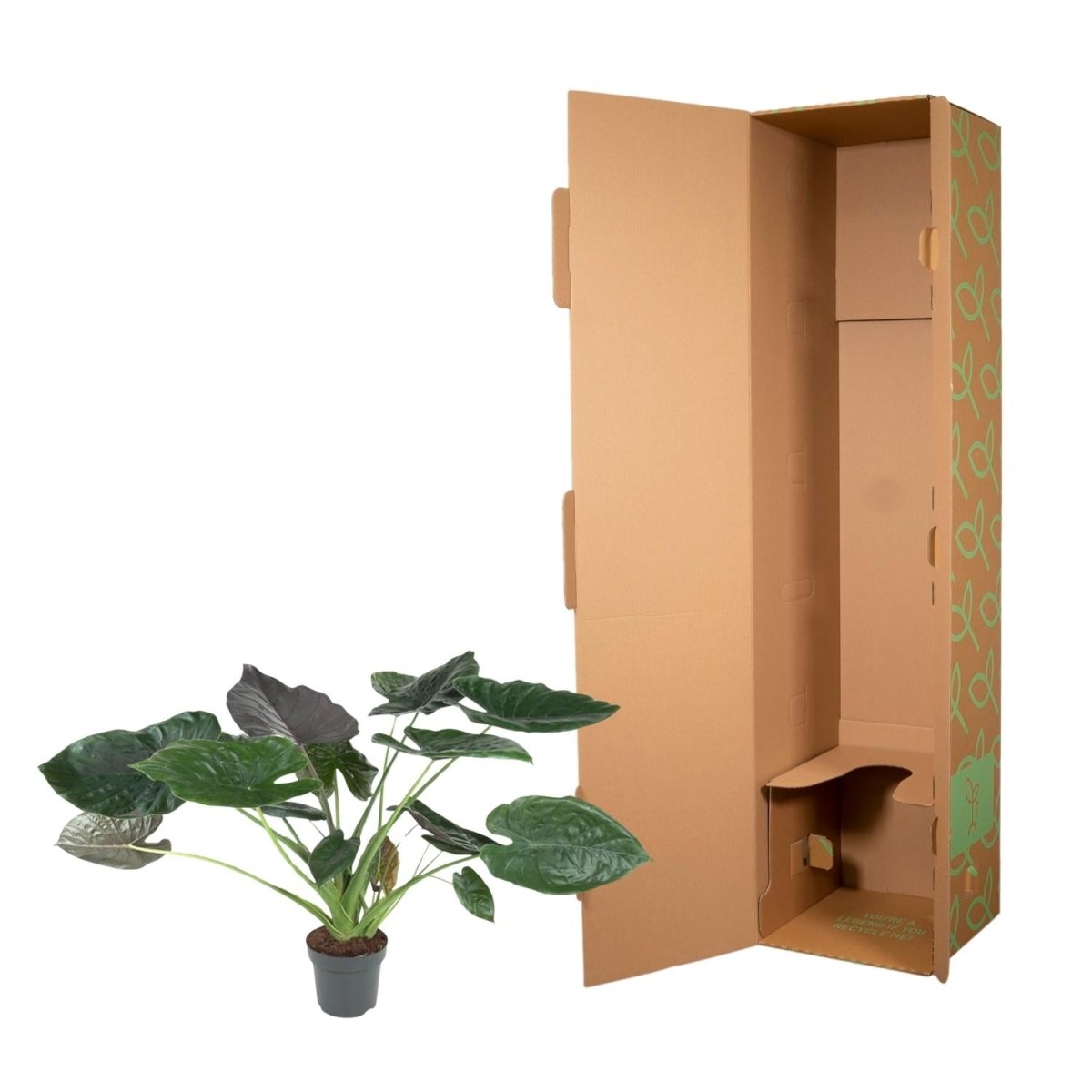 Alocasia Wentii 120 cm | Tropische Zimmerpflanze im XL - Format - Wurzelwerk Design