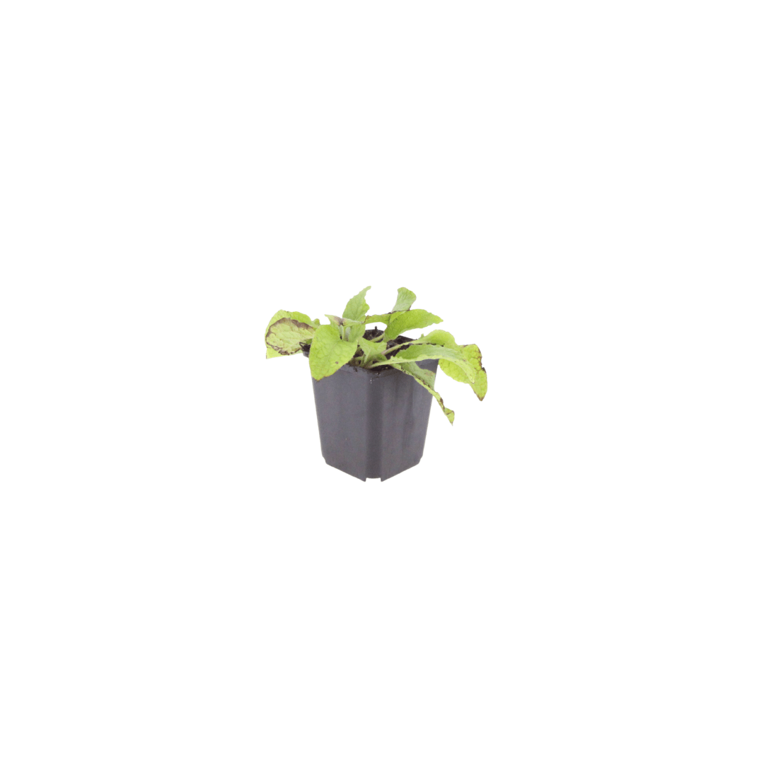 Sechs Symphytum grandiflorum &