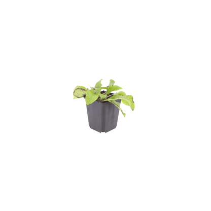 Sechs Symphytum grandiflorum &