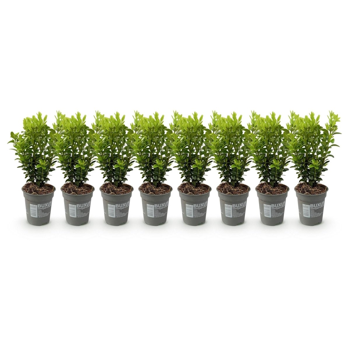 Buxus sempervirens – Heckenpflanze – 8 Pflanzen für 1 lfd. Meter – Immergrün – Ø9 cm Topf – Höhe 20–25 cm - Wurzelwerk Design