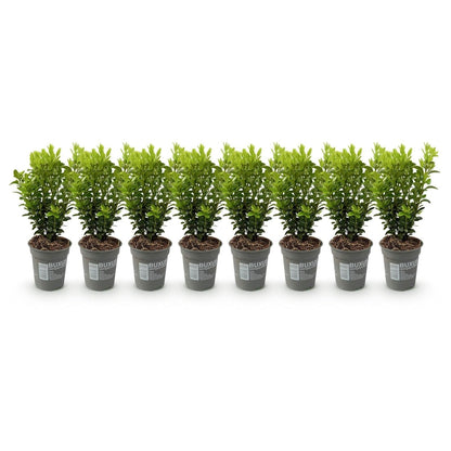 Buxus sempervirens – Heckenpflanze – 8 Pflanzen für 1 lfd. Meter – Immergrün – Ø9 cm Topf – Höhe 20–25 cm - Wurzelwerk Design